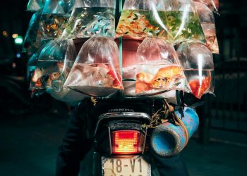 Xe bán cá cảnh rong ở Việt Nam chiến thắng giải ảnh tại Mỹ
