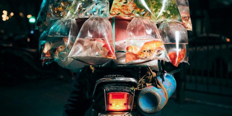 Xe bán cá cảnh rong ở Việt Nam chiến thắng giải ảnh tại Mỹ