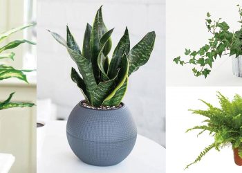 12 loại cây kiểng “hút” tài lộc vào nhà