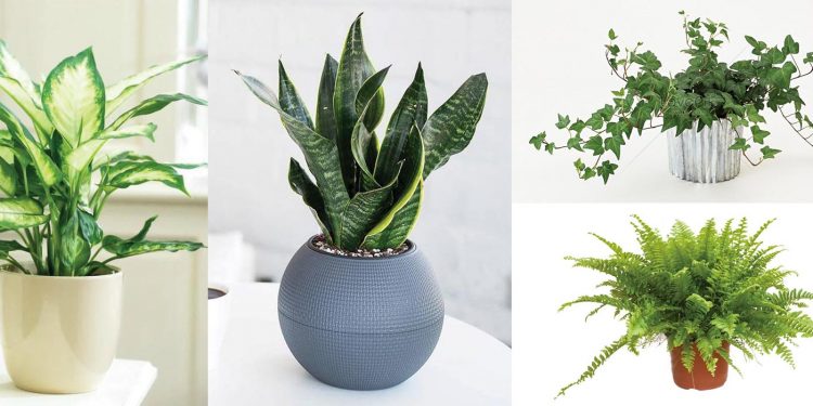 12 loại cây kiểng “hút” tài lộc vào nhà