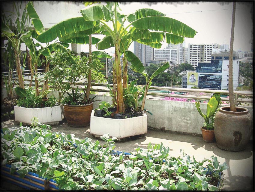 Vườn rau trên sân thượng cũng góp phần chống nóng cho nhà