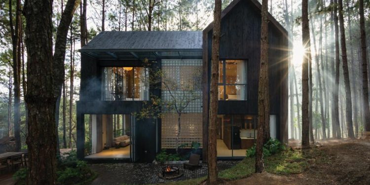 Ngôi sao nhỏ giữa rừng thông