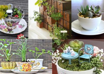 Vườn thảo mộc trong nhà