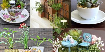 Vườn thảo mộc trong nhà