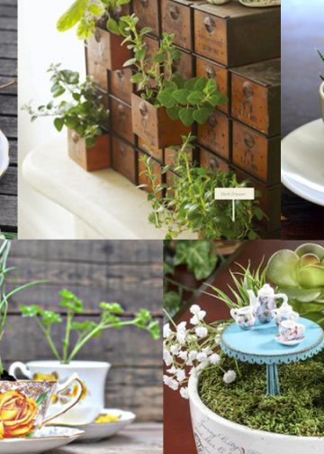 Vườn thảo mộc trong nhà