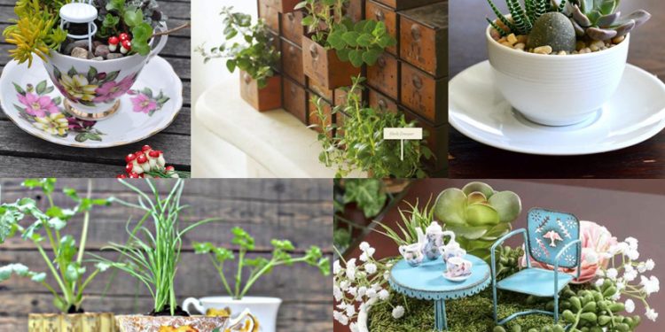 Vườn thảo mộc trong nhà